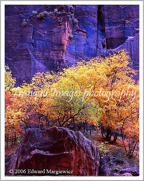 450122---Golden foliage and walls reflecting the deep blue skies